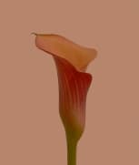 flovers