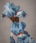 flovers