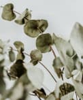 flovers